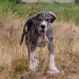Merle mantle male 2 - Mantle merle male Great Dane puppy in Gig Harbor, Washington from Lakaya Danes