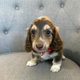 Murphy - Piebald male Dachshund puppy in Fort Gibson, Oklahoma from Cooper’s Dachshunds