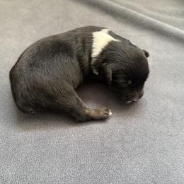 Baby Ruth - Black tri-color female Australian Shepherd puppy in Weeki Wachee, Florida from Ace of Spades Australian Shepherds