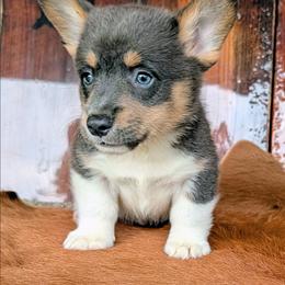 Diana Barry - Gray and white female American Corgi puppy in Paden, Oklahoma from Sunray Ranch