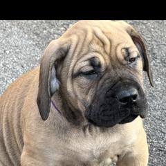 Athena - Brown female Boerboel puppy in Manassas, Virginia from Relentless Boerboels