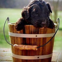 Goldendoodle Puppies from Southern Doodles