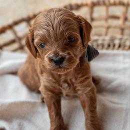 Biscuit - Red  male Goldendoodle puppy in Riverton, Mississippi from Utah Doodlebug