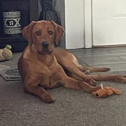Labrador Retriever puppies from Nebraska Strong Labradors