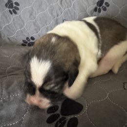Pyrenean Mastiff Puppies from Mastini Sierra Pyrenean Mastiffs