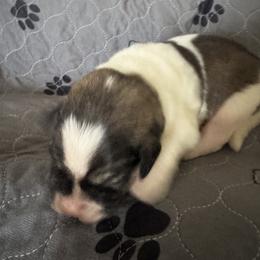 Pyrenean Mastiff Puppies from Mastini Sierra Pyrenean Mastiffs
