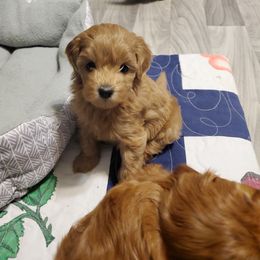 Aussiedoodle, Goldendoodle, and Miniature Australian Shepherd Puppies from JMR Aussies and Doodles