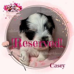 Casey - Black tan and white female Biewer Terrier puppy in Asheville, North Carolina from Miniature Blessings