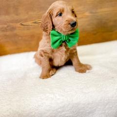 Double Doodle and Labradoodle Puppies from Magnolia & Finn Doodles