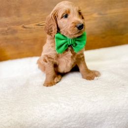 Double Doodle and Labradoodle Puppies from Magnolia & Finn Doodles