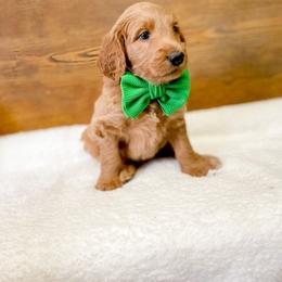 Double Doodle and Labradoodle Puppies from Magnolia & Finn Doodles