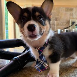 Trooper - Black and tan male Pembroke Welsh Corgi puppy in Purcell, Oklahoma from Lewis Aussie’s & Corgi’s