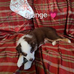 Miniature Australian Shepherd Puppies from Terri's Mini Aussies