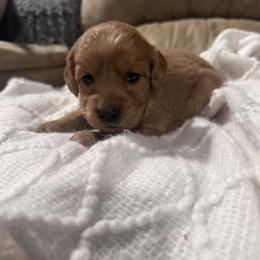 Ruby - Apricot female Goldendoodle puppy in Graham, North Carolina from Geise Meadow Doodles