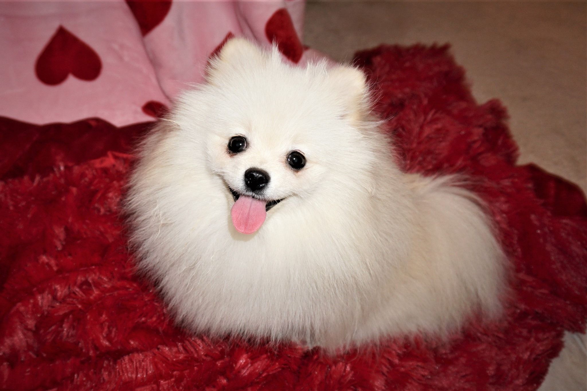 Fantasy Pomeranians in Texas | Pomeranian puppies | Good Dog