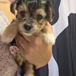 Oreo - White and buff female Bichon Frise puppy in Jacksonville, Florida from Joanelly Marshall