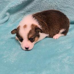 BRICE - Sable male Pembroke Welsh Corgi puppy in Walker, Iowa from Double K Corgis