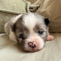 Kylo Ren - Blue merle male Pomeranian puppy in New Plymouth, Idaho from Pawdawan Poms