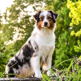 Derby - Australian Shepherd