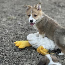 Kevin - Sable male Pembroke Welsh Corgi puppy in Nortonville, Kansas from Low Riders Corgis & Mini Aussies