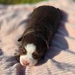 Latte - Red tri female Miniature Australian Shepherd puppy in Paris, Texas from Blue Envy Mini Aussies