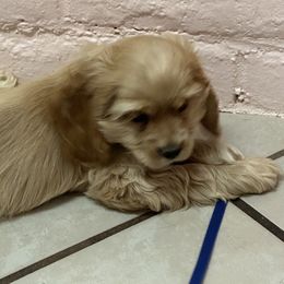 Cocker Spaniel Puppies from J&E spaniels