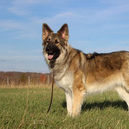 Shiloh Shepherd All Grown Up from Brick Chapel Shilohs