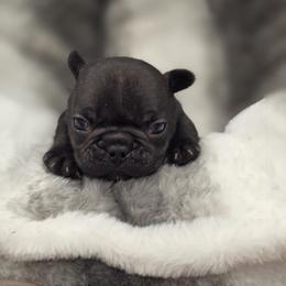 French Bulldog Puppies from Edgewater Frenchies