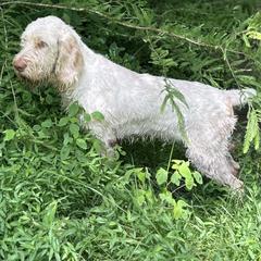 Spinoni Italiani from Boones Creek Spinoni