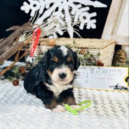 Green boy. - Tri-color male Bernedoodle puppy in Waukesha, Wisconsin from Bernedoodle Boutique (and Cavapoos)