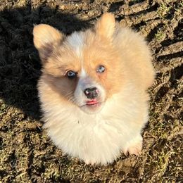 American Corgis and Pembroke Welsh Corgis from Co-Pilot Corgis