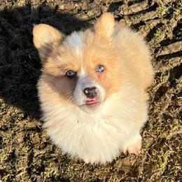 American Corgis and Pembroke Welsh Corgis from Co-Pilot Corgis