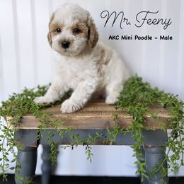 Bernedoodle, Cavapoo, Goldendoodle, and Poodle Puppies from Gypsi Doodles & Poodles