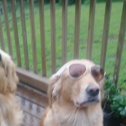 Golden Retrievers from Timber Trails Goldens