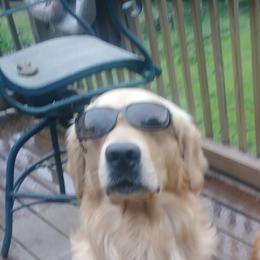 Golden Retrievers from Timber Trails Goldens