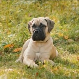 Bullmastiff Puppies from Curnwood’s Bullmastiff’s