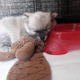 Pomeranian Puppies from Tonia's Pomeranians