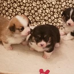 Pembroke Welsh Corgi Puppies from Ranch Hand Corgis