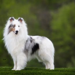 Shetland Sheepdog All Grown Up from Shadow Hill South Shetland Sheepdogs