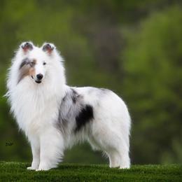 Shetland Sheepdog All Grown Up from Shadow Hill South Shetland Sheepdogs