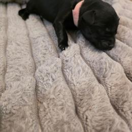 Light pink - Black female Labrador Retriever puppy in Bartlett, Tennessee from Red Hearts Labradors