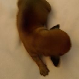 Christina - Red female Dachshund puppy in Cedar Rapids, Iowa from Paulassillydogs