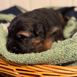 Colt - Black and red male German Shepherd puppy in Canterbury, New Hampshire from De La Paz German Shepherds