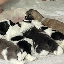 Shih Tzu Puppies from Little Lion Puppies