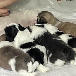 Shih Tzu Puppies from Little Lion Puppies