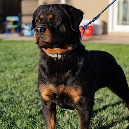 Drago - Rottweiler