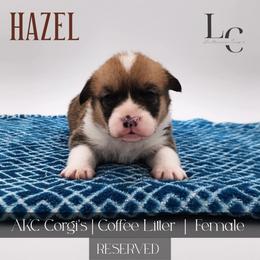 Hazel - Red female Pembroke Welsh Corgi puppy in Pine Village, Indiana from NL Horsemanship