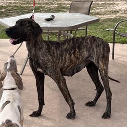 Aria - Great Dane