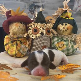 Lady - Piebald female Dachshund puppy in Cushing, Oklahoma from Ash's mini Dach's