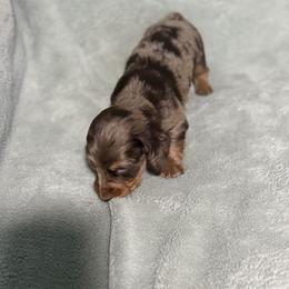 Damon - Dapple male Dachshund puppy in Dawson, Alabama from Bells Dashing Dachshunds